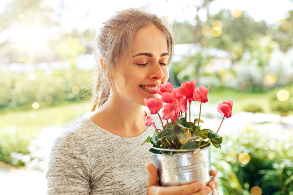 cyclamen