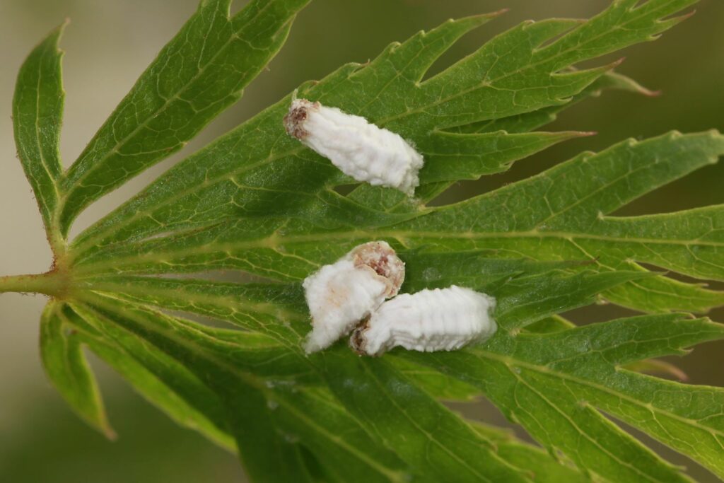 cochenille farineuse